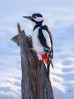 Finland, Oulanka. Great spotted woodpecker during winter near Oulanka National Park. Art Print